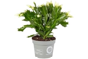 DECOALIVE Cactus de Navidad Schlumbergera Planta Natural Fácil de Cuidar