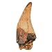 Produktbild T-Rex Dinosaurier Zahn Replica Fossil