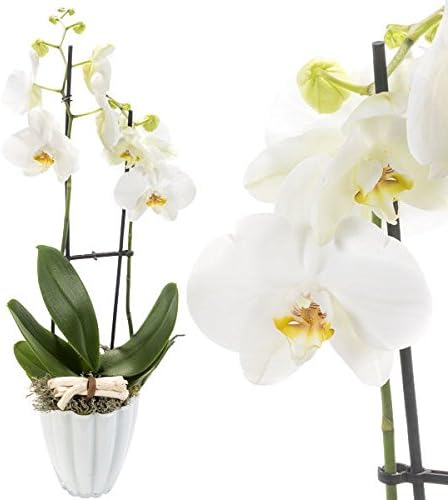 Orchid in Pot with white blossoms