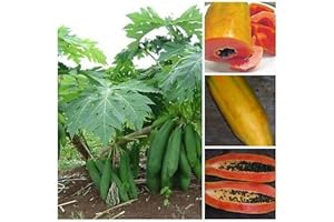 SVI Nano vietnamita cilindrica Papaya"Kaek Dahm" Low cuscinetto Albero di papaia 50 Semi