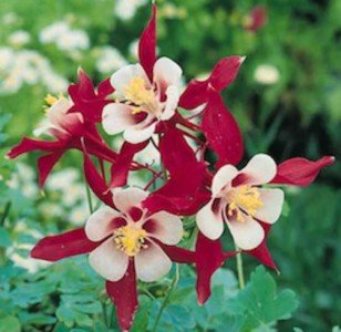 Akelei 30 Samen „Crimson Star“ (Aquilegia)