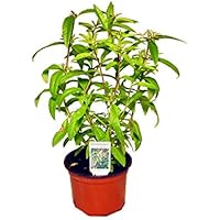 Zitronenstrauch, Zitronenverbene, Aloysia citrodora, Kräuter Pflanze