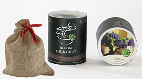 'Seedeo Bonsai Tree Gift Set Wisteria Wisteria Sinensis (Blue)