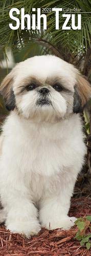 Shih Tzu 2020: Original Avonside-Kalender - Slimline [Mehrsprachig] [Kalender] (Slimline-Kalender)