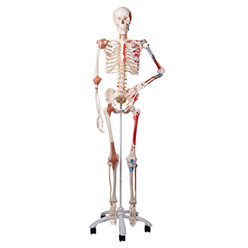 3B Scientific  A13 Modelo de anatomía humana Esqueleto Sam, Versión de Lujo, Montado Sobre Pie Metálico de 5 Piezas