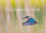 Faszination Eisvogel (Tischkalender 2018 DIN A5 quer): Zwölf außergewöhnliche Eisvogelporträts (Monatskalender, 14 Seiten ) (CALVENDO Tiere) [Kalender] [Nov 19, 2015] Martin, Wilfried by 