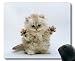 Produktbild Mauspad, Katzenmauspad, Mauspad für Computer cat288