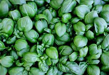 SVI 7800mg laitue BASILIC Graines ~ 4600 ~ Ct grandes feuilles pour les herbes Pesto ou Wraps