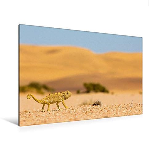 Premium Textil-Leinwand 120 cm x 80 cm quer, Wildes Namibia: Namaqua-Chamäleon in der Namib-Wüste | Wandbild, Bild auf Keilrahmen, Fertigbild auf ... Namib-Naukluft-Nationalpark (CALVENDO Natur)
