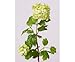 Produktbild Kunstblume Schneeball Viburnum mit grünen Blüten, Gesamthöhe inkl. Stiel ca. 40cm - Kunsblumen künstliche Blumen Kunstpflanzen künstliche Pflanzen Blumen