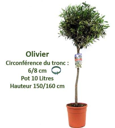 OLIVIER EN FORME DE COUPE POT DE 10 L. HAUTEUR 125/150 cm, circonférence tronc 6/8cm.