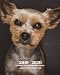 Produktbild 2019 - 2020 | 18 Month Weekly & Monthly Planner July 2019 to December 2020: Yorkshire Terrier Dog Pets England Vol 42 Monthly Calendar with U.S./UK/ ... Holidays- Calendar in Review/Notes 8 x 10 in.
