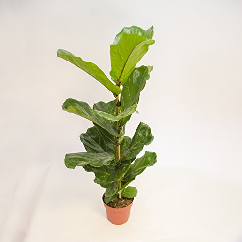 Inter Flowers-Ficus lyrata ,Geigenfeige ,Geigenficus , 60-70cm +/- Topfgröße 17 cm - 2