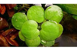 AQUAPLANTS l'eau Hyancinth - Flottant en Direct Bassin Plante