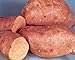 Produktbild Pinkdose 1, 25 Slips: Centennial Sweet Potato Plants/Slips - America's most popular sweet Potato good for short-season areas. (1, 25 Slips)