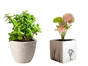 Rolling Nature Ceramic Pots With Good Luck Jade Plant & Good Luck Air Purifying Pink Syngonium Plant, White, Round Pot Dia-4