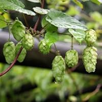Hopfen - Humulus lupulus - starkwachsende Kletterpflanze