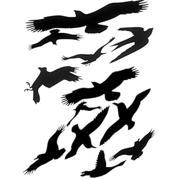 Birds in row mp3 download