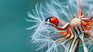 ISEE 360 Flowers Wall Laminated Posters for Home Living Kids Study Bed Room Kitchen Office Decor Stylish Printed Wall Poster 300 GSM L X H 16 X 10 Inches