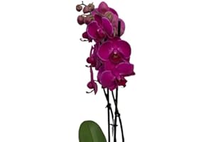 Cool Green - Planta natural - Orquidea Natural 2 tallos Burdeos - Apta para Mascotas