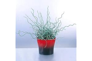 GROW YOUR SECRET GARDEN Juncus Filiformis Spiralis 10 seeds Corkscrew Rush Grass Ornamental Grass, Rare