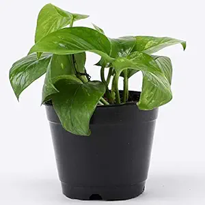 Ferns N Petals Lively Money Plant Live Indoor Black Plastic Pot 3 X 3 Inches