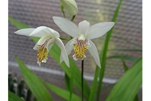 ZAC Wagner Sumpforchidee weiß (Bletilla striata alba) Teichplanzen Teichpflanze Teich