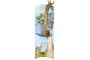 CONTIGO Baobab-Baum (Affenbrotbaum), ca. 18 Monate alt, 17cm hoch