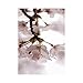 Produktbild Blumen 10005, Weiße Blume, Laminiert Poster Plakat Bilder Wandbild Kunstdruck Print Pop Art Wanddeko Fotografie mit Farbig Entwurf. Größe: C6, 114 x 162 mm