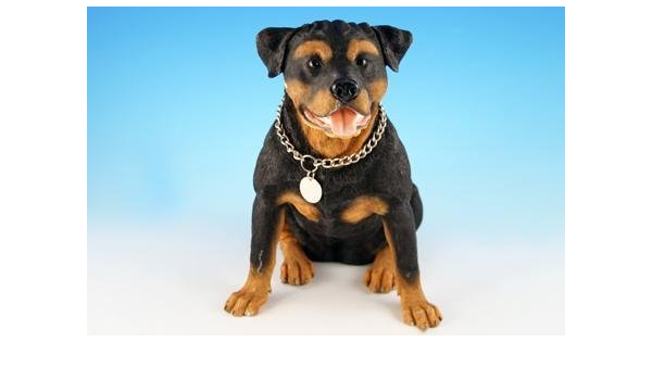 the biggest rottweiler