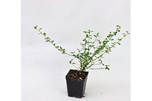 MONDOPIANTE Pianta Ceanothus Vaso 7cm,Altezza 10/15cm