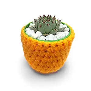 HILLMART Plastic Pot With Natural Live Succulent Sempervivum Calcareum Plant, Green.