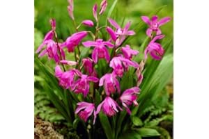 FLORA IMPORT 3 X Bletilla Striata - Bletilla Orchidea - Bulbi Di Alta Qualità (3)