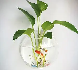 Aquarium Wall Hanging Fish Bowl not Glass 9 inch White : Acrylic Wall Mounted Plant Pot for Fish and Plant Wall Decor Aquarium Tank