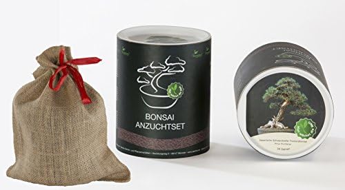 Seedeo Bonsai Tree Gift Set – Japanese Black Pine (Pinus thunbergii)