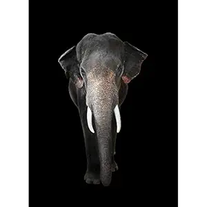 Pitaara Box Elephant D6 Peel & Stick Vinyl Wall Sticker 36 X 49.8Inch