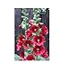 Produktbild Fordhook Riesen Hollyhock Mix 50 Samen-ALCEA-mehrjährige