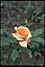 Produktbild 084053 Hybrid Tea Rose _Brandy_ A4 Photo Poster Print 10x8