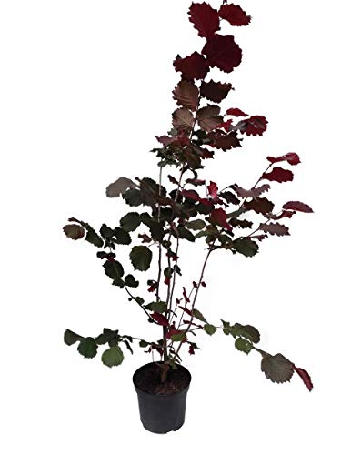 Müllers Grüner Garten Shop Rote Zellernus, 3-jähriger Haselnussstrauch sehr dekoratives rotes Laub ca. 120-150 cm groß