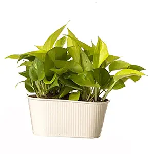 Exotic Green Indoor Oxygen & Air Purifier Plant Golden Pothose in Metal Pot