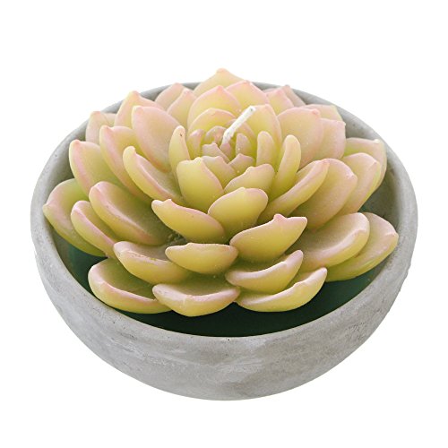 Preisvergleich Produktbild Kerze "Sempervivum"