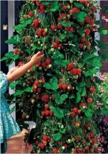 Klattern Erdbeere 10 Samen (Strawberry trailing)