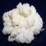 Cultivo vivo y auténtico de kéfir de leche. No son polvos ni un producto fabricado en laboratorio. Son auténticos gránulos de kéfir con una alta microdiversidad que vivirán toda la vida y te permitirán generar 0,5-1L de kéfir de leche a diario e irán reproduciéndose, pudiendo producir más cantidad de kéfir o regalarlos a familiares o amigos.