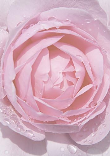 Letter Pink Rose with Raindrops Motif Paper DIN A4 90 g/m² 50 Blatt