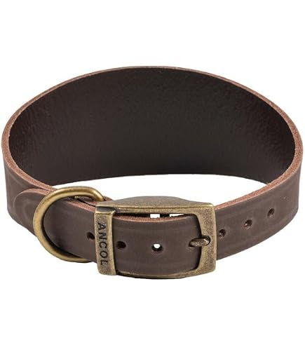 Ancol Latigo Hundehalsband, Havanna-Leder – Dehnbar, Weich, Größe 26-31 Cm, Mit Goldfarbenen Beschlägen