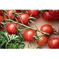 Tomato Plants - 'Tumbling Tom Red' - 6 x Plug Plant Pack - Cherry Tomatoes - Garden Ready - Ready to Plant - Premium Quality Vegetables