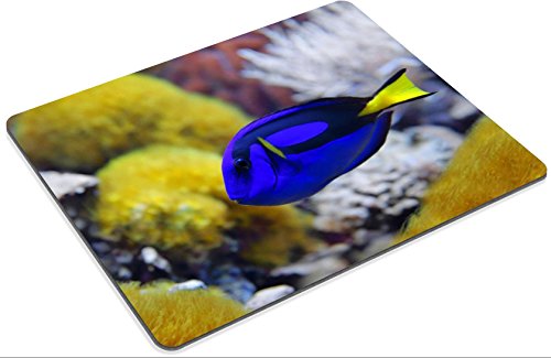 Liili Mauspad Naturkautschuk Mousepad Blau Tang Paletten-Doktorfisch hepatus eine Reihe von gemeinsamen Namen sind, die der Arten einschließlich Palette Doktorfisch Regal Bild-ID 23365356 - 2