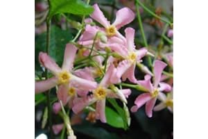 COUNTRY CLIMBERS & GARDEN FAVOURITES Trachelospermum Pink Showers evergreen star jasmine with pink scented flowers climbing plant 1 litre pot,