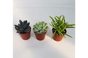 Carbeth Plants 3 Mixed Succulent Plants in 5.5cm Pots - Easy Care Mini Indoor Plants for Home or Office - Drought Tolerant & Decorative Houseplants