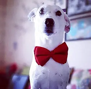 Lana Paws Crimson Red Silk Dog Bow Tie/Bowtie, M-L_Pack of 1